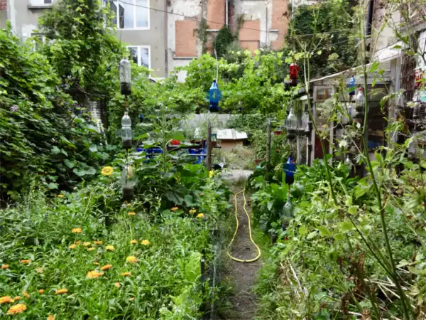 Photo du Potager Wasteland a Schaerbeek